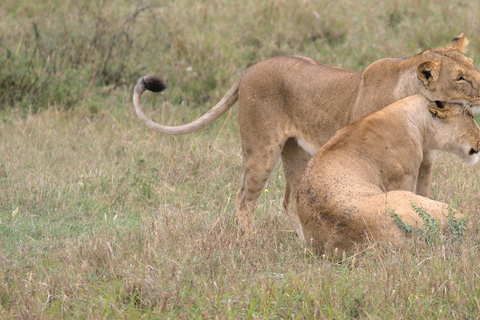 From Arusha: 7-Day Northern Tanzania Safari