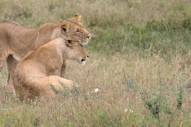 From Arusha: 7-Day Northern Tanzania Safari