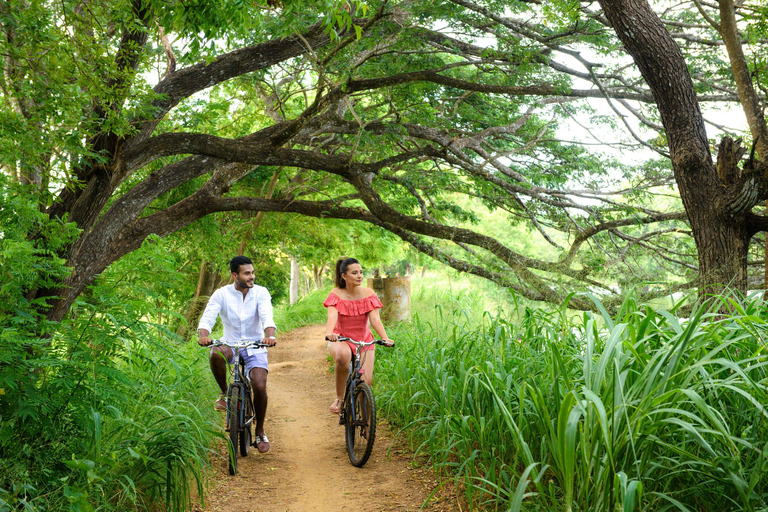 Ella Day Trip with Tea Factory and Train Ride From Bentota