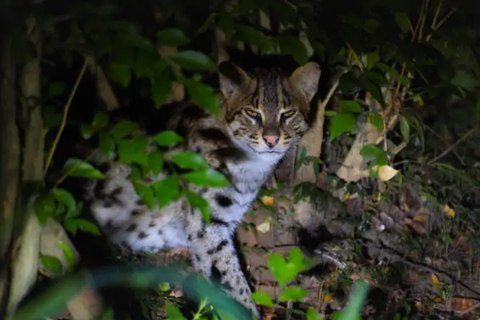 Sigiriya: Night Safari, Fireflies & Wildlife Private Tour