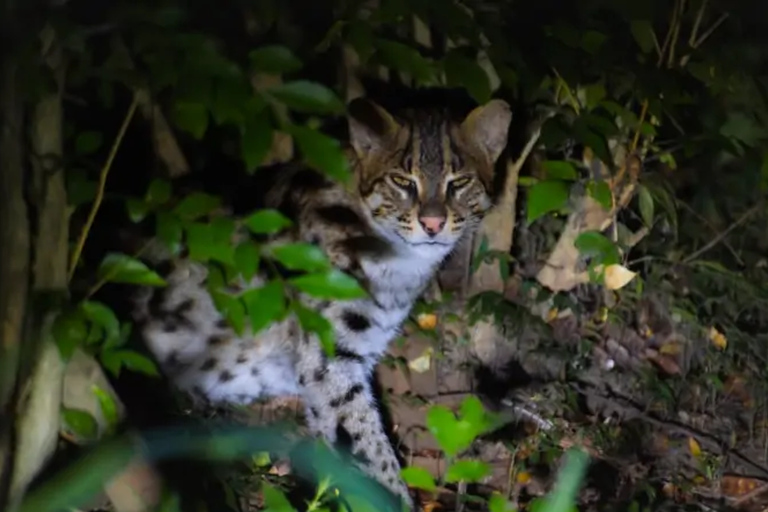 Sigiriya: Night Safari, Fireflies & Wildlife Private Tour