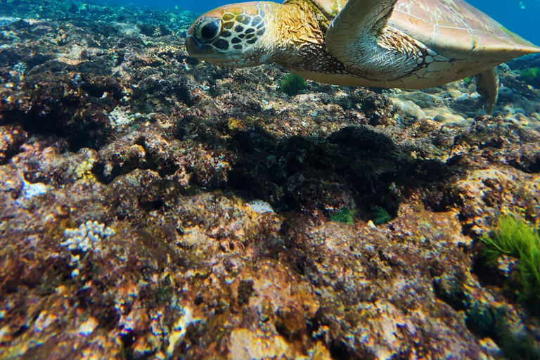 Nusa Penida: Manta Ray & Blue Coral Snorkeling Adventure