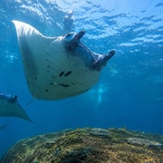 Nusa Lembongan: Manta Ray Snorkeling with Beautiful Corals