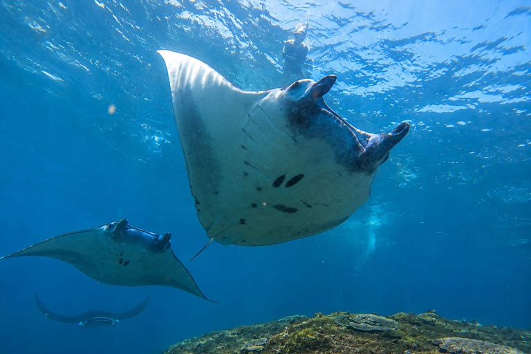 Nusa Lembongan Manta Snorkeling Trip, Mangrove & Island Tour Sharing 3 Spots Snorkeling & Mangrove Advanture