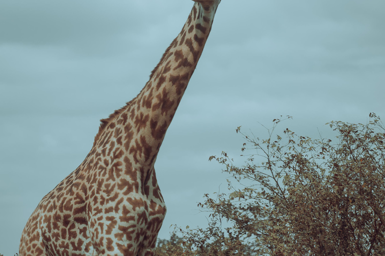 Nairobi: 2-Day Samburu National Reserve Safari Tour