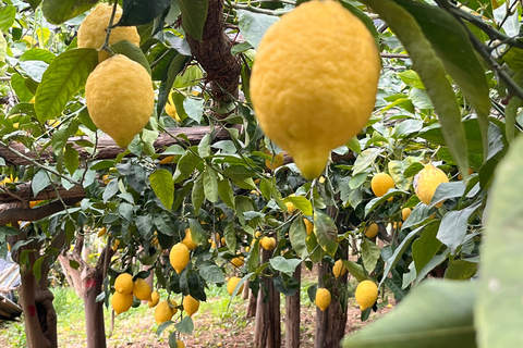 Amalfi Coast: The Lemon Trail