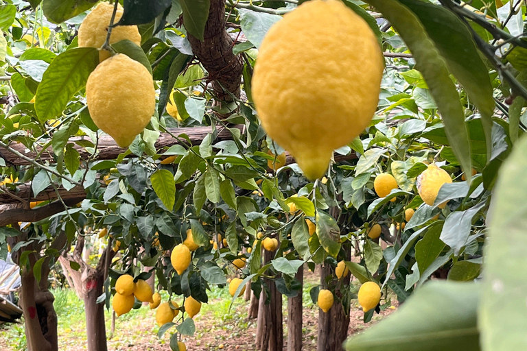 Amalfi Coast: The Lemon Trail