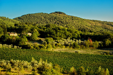Florença: Fiesole E-Bike Tour com prova de azeite