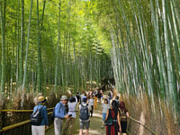 Kyoto, Arashiyama Bamboo Grove 3-stündige Führung - Hizvo