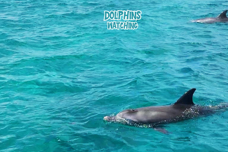 Mauricio: Isla Benitier - Nadar con delfines - Lancha rápida y barbacoa