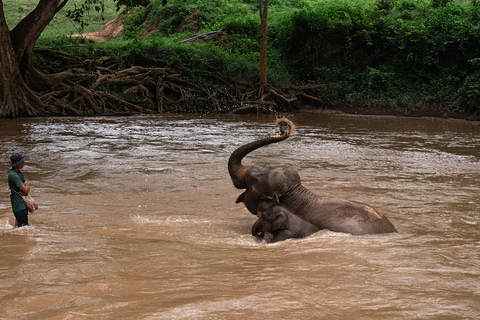 Chiang Mai: Elephant Sanctuary, Long Neck & Sticky Waterfall Private Tour With Hotel Pickup