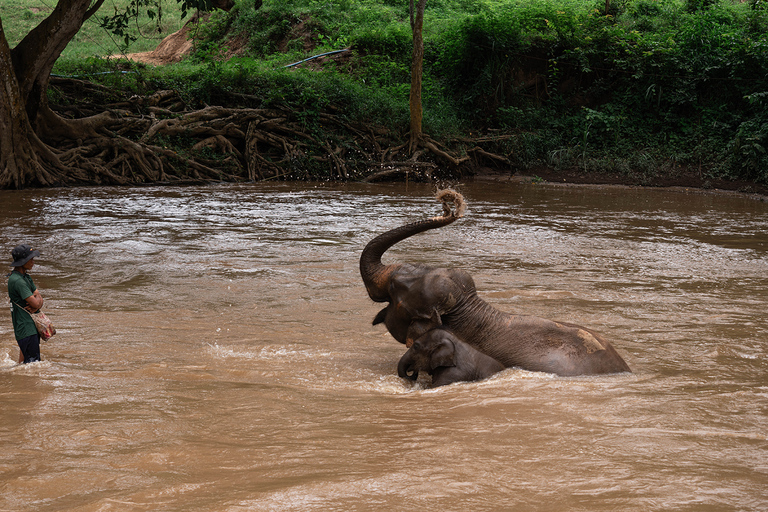 Chiang Mai: Elefantreservat, Long Neck &amp; Sticky WaterfallPrivat tur med upphämtning från hotell