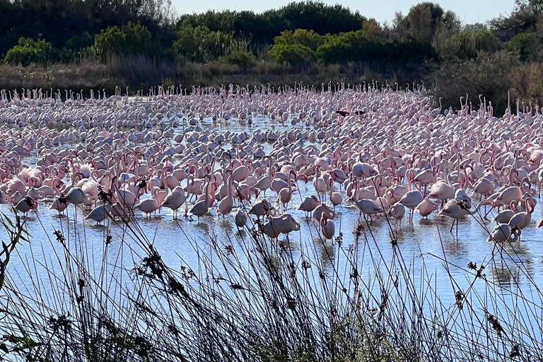 The Magic of the Albufera: Private Tour with Traditional Boat Ride
