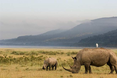 Det bästa av nationalparkerna Masai Mara och Lake Nakuru