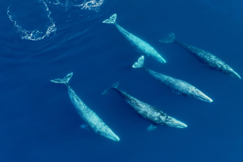 San Diego : Observation des baleines et des dauphins en bateau à moteur