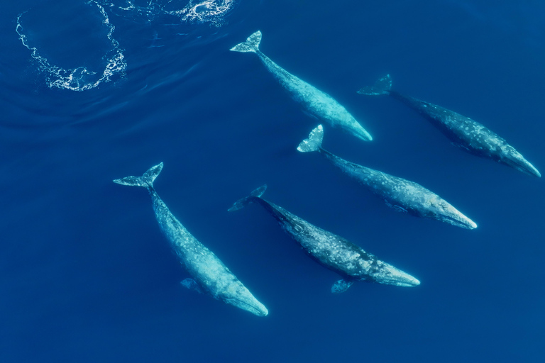 San Diego: Val- och delfinskådning med speedboat