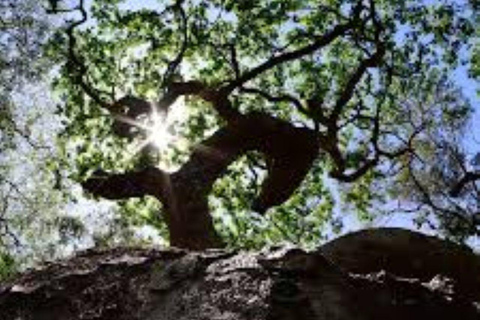 Malindi/Watamu: Guided tour to Arabuko Sokoke Rain Forest