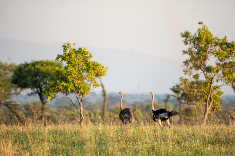 From Kampala: 3-Day Pian Upe Conservation Reserve Safari