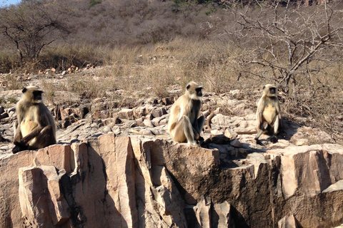 Jaipur: Jhalana Leopard Park Open Jeep Safari with Guide