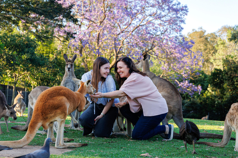 Brisbane: Lone Pine Koala Sanctuary Day Pass