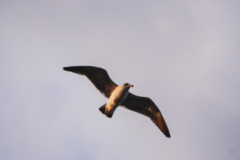Monte León National Park: penguins, sea lions, and wild coasts