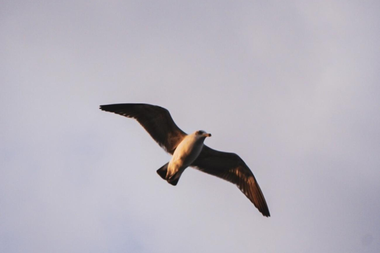 Monte León National Park: penguins, sea lions, and wild coasts