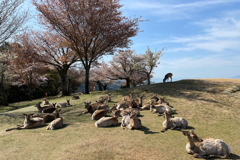 Nara: Halvdag med lokal guide – Big Buddha, hjort, helgedom, skogNara: Halvdag lokal guide- Stora Buddha, hjort, helgedom, skog