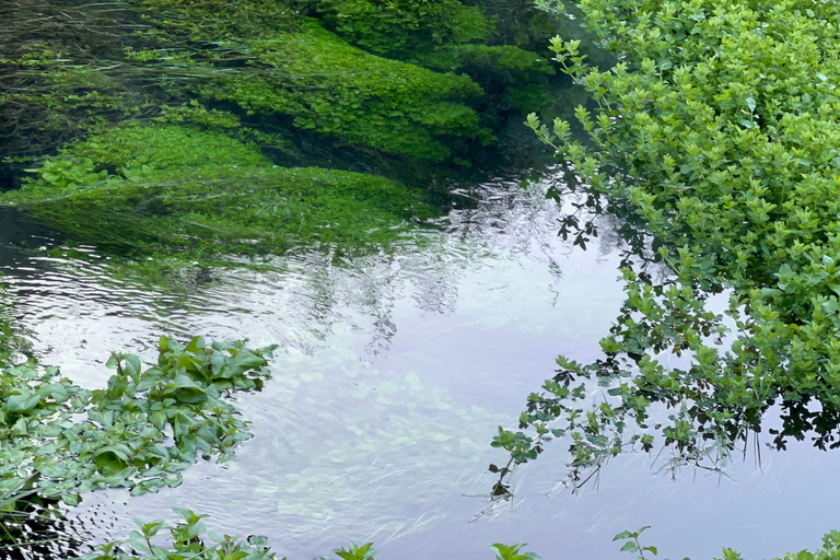 EXCLUSIVE Blue Spring experience half day tour from Auckland