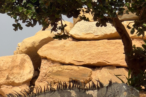 Agadir: Spotting goats in the Argan trees and visit to Crocoparc
