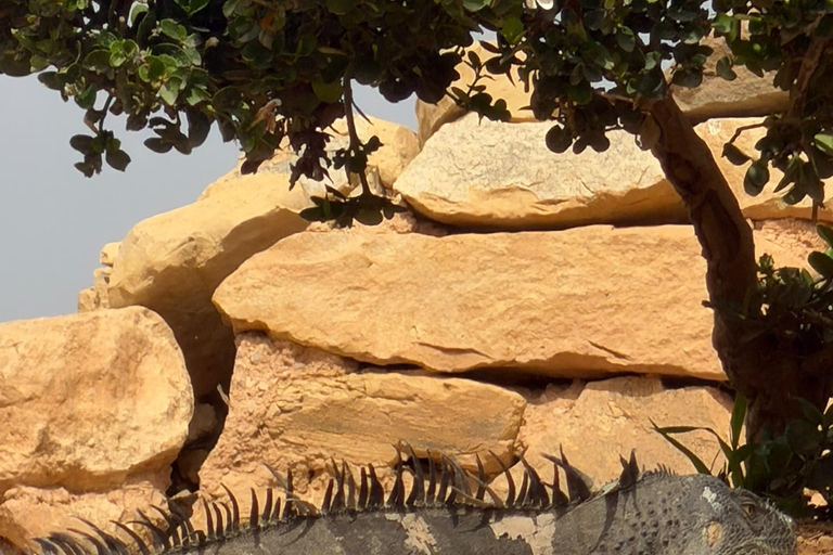 Agadir: Spotting goats in the Argan trees and visit to Crocoparc
