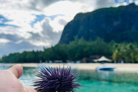 Private Bootstour: Ganztägig/Delphine beobachten & schwimmen+ Bbq