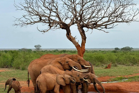 5-Day Amboseli & Tsavo East/West Safari with Salt Lick Stay