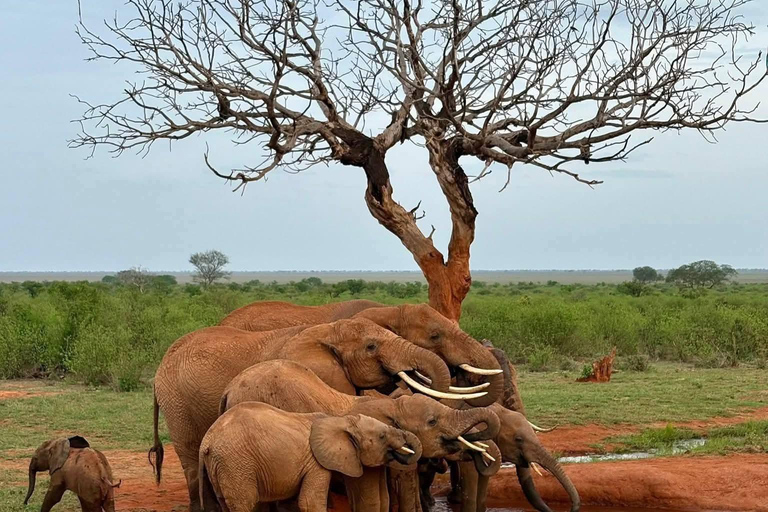 5-Day Amboseli & Tsavo East/West Safari with Salt Lick Stay