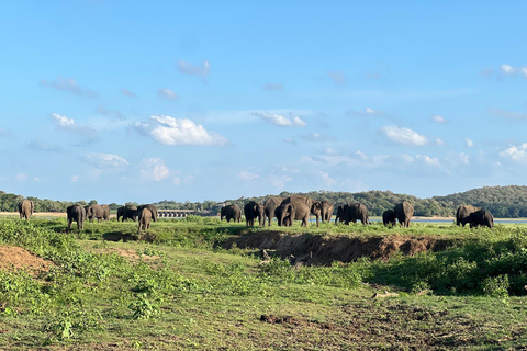 Minneriya: Privat jeepsafari i Minneriya nationalpark