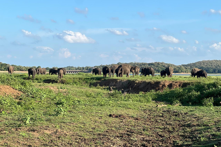 Minneriya: Privat jeepsafari i Minneriya nationalpark