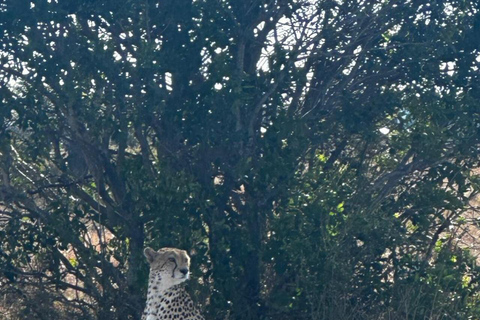 Nairobi National Park 5-Hour Game Drive Morning or Afternoon
