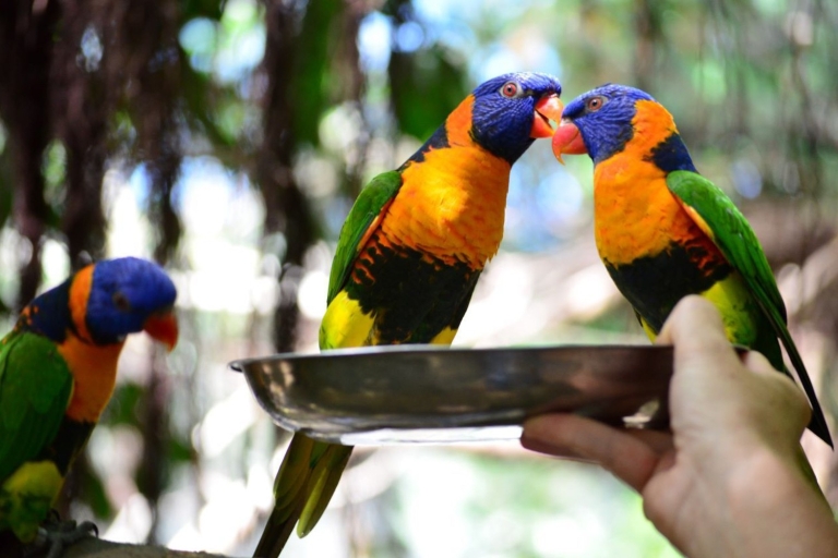 Port Douglas: Frühstück mit den Vögeln
