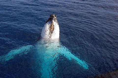 Tadoussac/Charlevoix: VIP Lounge/Upper Deck Whale Watching Charlevoix: VIP Lounge Whale Watching Cruise