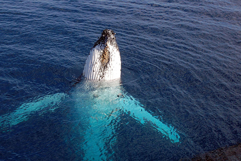 Tadoussac/Charlevoix: VIP Lounge/Upper Deck Whale Watching Charlevoix: VIP Lounge Whale Watching Cruise