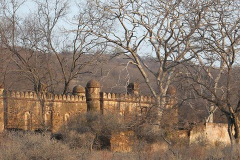 From Delhi: Ranthambore Wildlife Safari Tour with Transfers