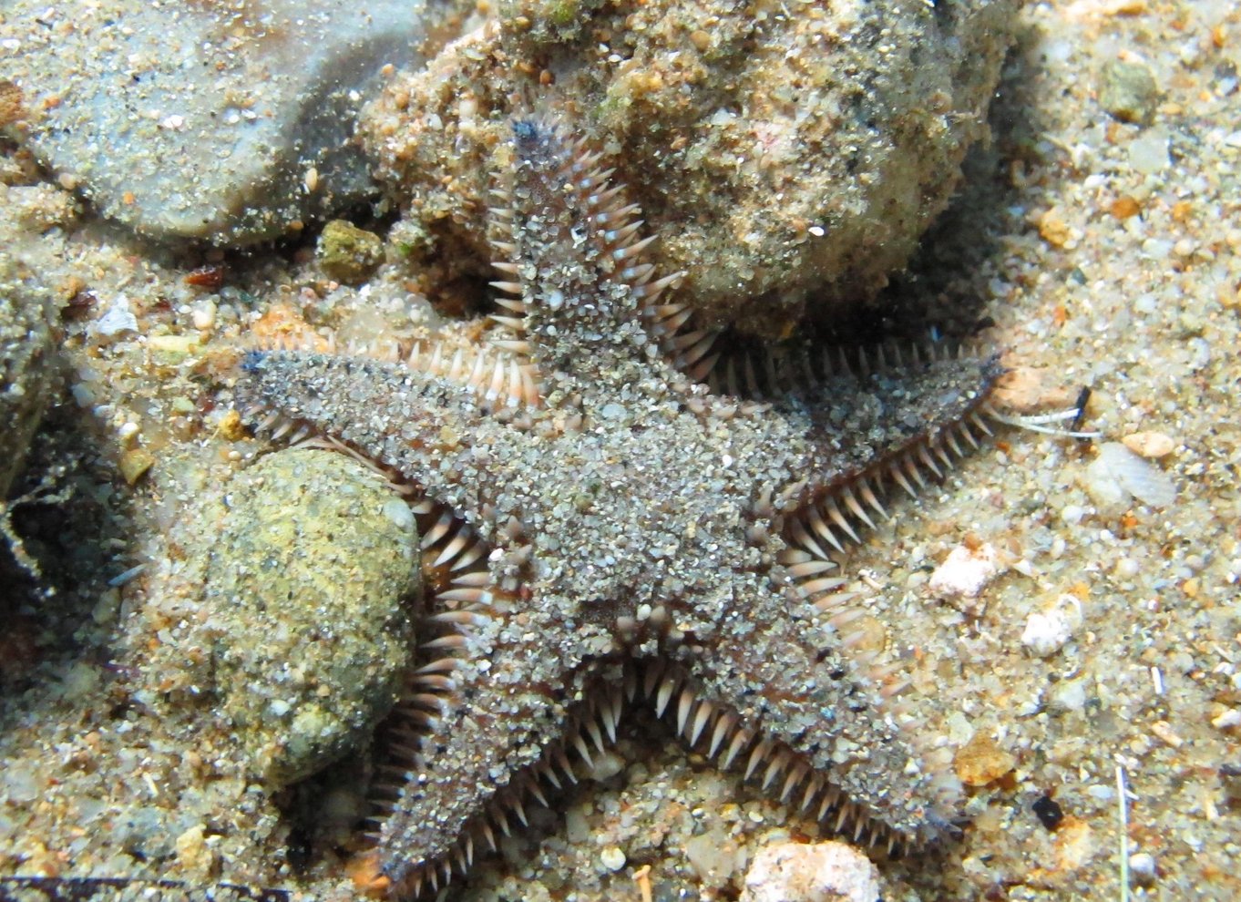 Halkidiki-Kassandra: Dykning for begyndere