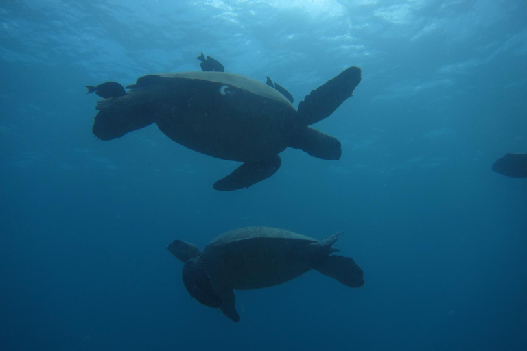 Oahu: Wal-Segel-Charter