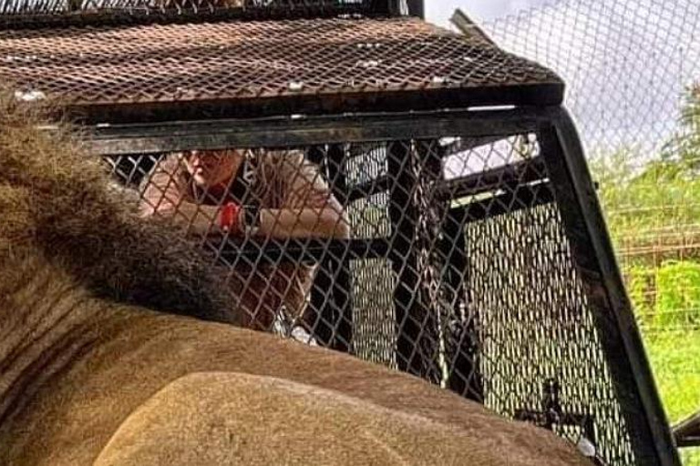 Safari z lwami i przejażdżka po rezerwacie BandiaSafari z lwami i przejażdżka łodzią w Bandii