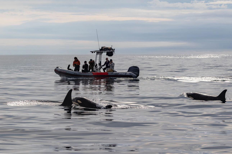 San Diego: Wal- und Delfinbeobachtungstour mit dem Schnellboot