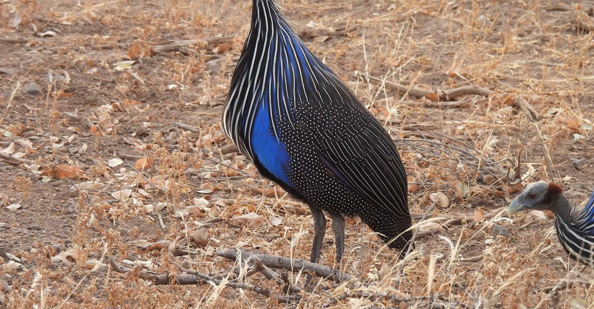 3 giorni, 2 notti pacchetto Samburu Safari - Hizvo