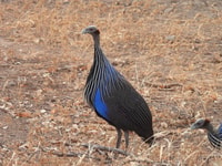 3 jours, 2 nuits Samburu Safari Package - Hizvo