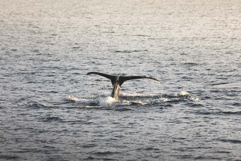 Whale Watching from Akureyri - Small Group Tour (Hjalteyri)