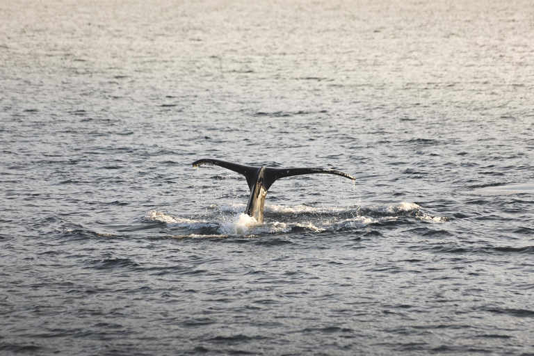 Whale Watching from Akureyri - Small Group Tour (Hjalteyri)