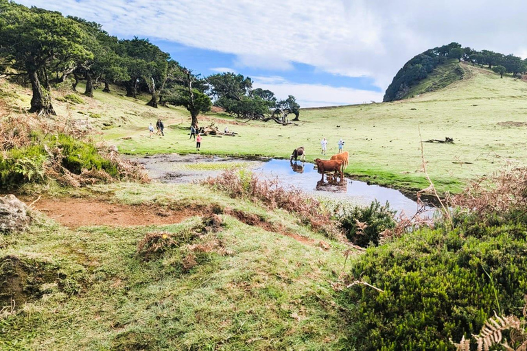 Madeira: Private 4x4 Nature Tour with a Guide Madeira: Private 4x4 Nature Tour with Guide