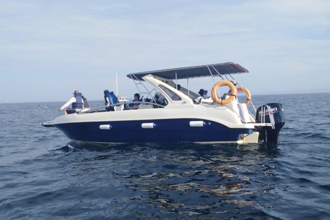 Observation des baleines en bateau rapide à Mirissa